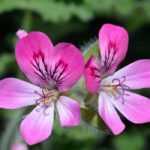 Duftender Storchschnabel: Pflanzung, Pflege, Nutzen