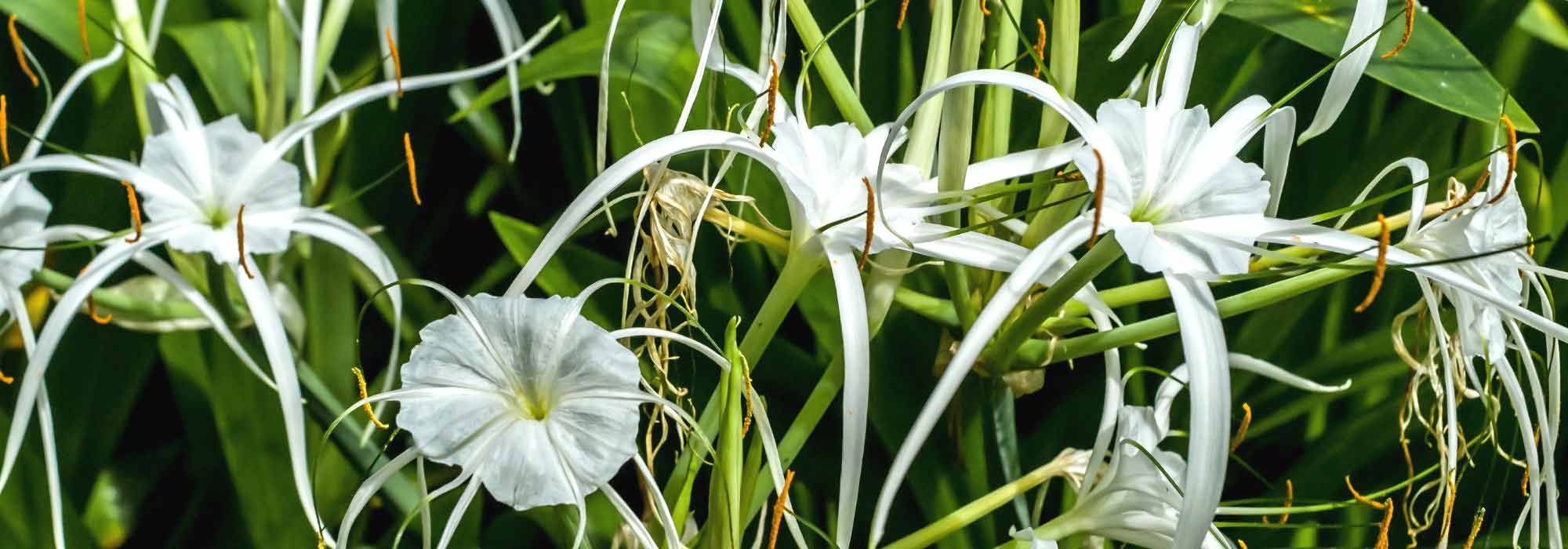 Schönhäutchen oder Spinnenlilie kombinieren