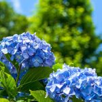 Hitzewelle: Hortensien schützen?
