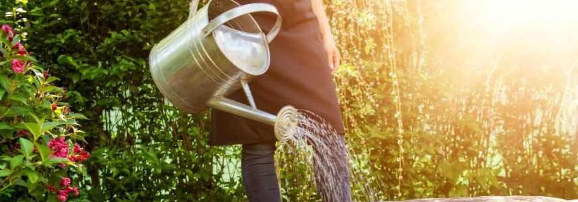 Pflanzen in der prallen Sonne gießen?