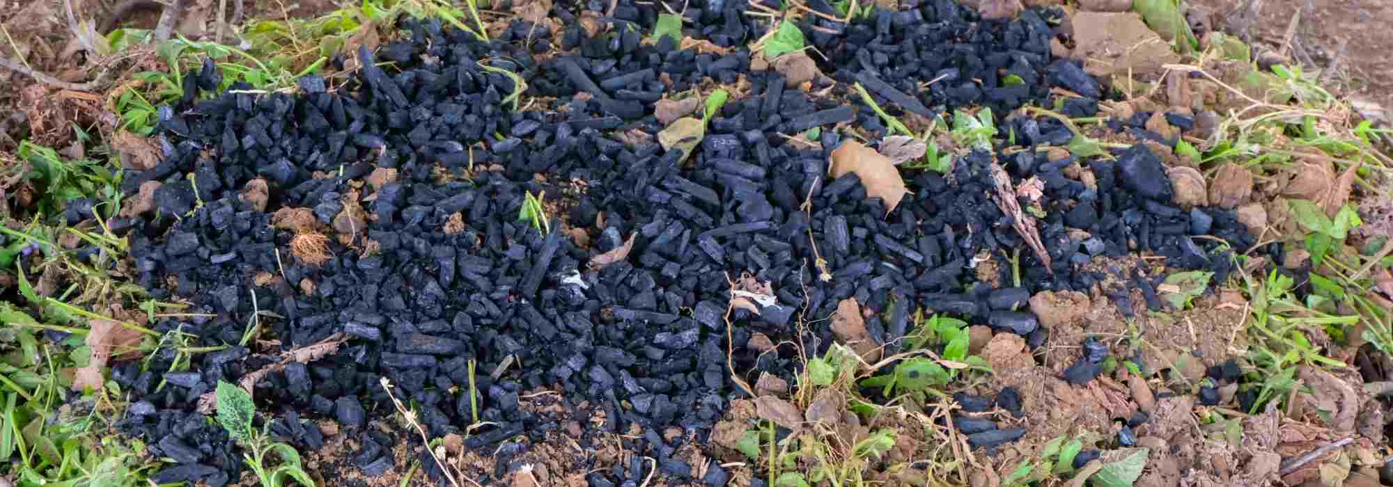 Biochar: Was ist das?