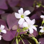 Oxalis im Topf anbauen