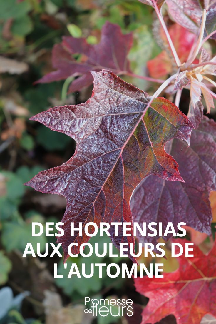 Hortensie Herbstfarben