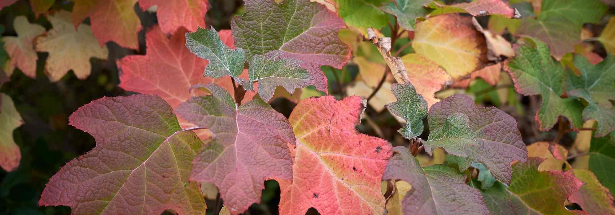 Hortensien in Herbstfarben