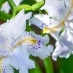 Trockenheitsverträgliche Iris