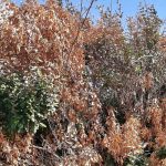 Gartenpflanzen nach Trockenheit retten?
