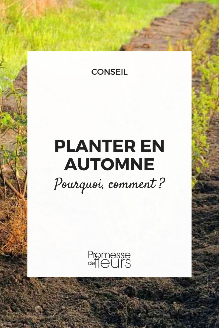 # Im Herbst pflanzen – warum und wie?

## Warum ist der Herbst die ideale Pflanzzeit?

Der Herbst bietet perfekte Bedingungen für die Pflanzung vieler Gehölze, Stauden und Blumenzwiebeln:

- **Bodenwärme**: Der noch vom Sommer erwärmte Boden fördert das Wurzelwachstum
- **Feuchtigkeit**: Häufigere Niederschläge reduzieren den Bewässerungsaufwand
- **Wachstumsvorsprung**: Pflanzen können vor dem Winter einwurzeln und starten im Frühjahr kräftig durch

## Die richtige Pflanztechnik im Herbst

1. **Standortanalyse**: Passen Sie die Pflanzenwahl zu Ihren Bodenverhältnissen
2. **Pflanzloch**: Doppelt so breit wie der Wurzelballen, lockere Erde am Grund
3. **Pflanztiefe**: Bei Gehölzen auf die Veredelungsstelle achten
4. **Wässern**: Gründlich einschlämmen, auch bei feuchtem Wetter
5. **Mulchen**: Schützt den Boden und die jungen Wurzeln

## Besonderheiten bei Herbstpflanzungen

- **Frostempfindliche Arten** besser im Frühjahr pflanzen
- **Immergrüne Pflanzen** benötigen winterlichen Winterschutz
- **Blumenzwiebeln** rechtzeitig vor dem ersten Frost setzen

Profitieren Sie von der natürlichen Vegetationsruhe und geben Sie Ihren Pflanzen den besten Start!