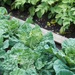 Hitzewelle: Gemüsegarten schützen