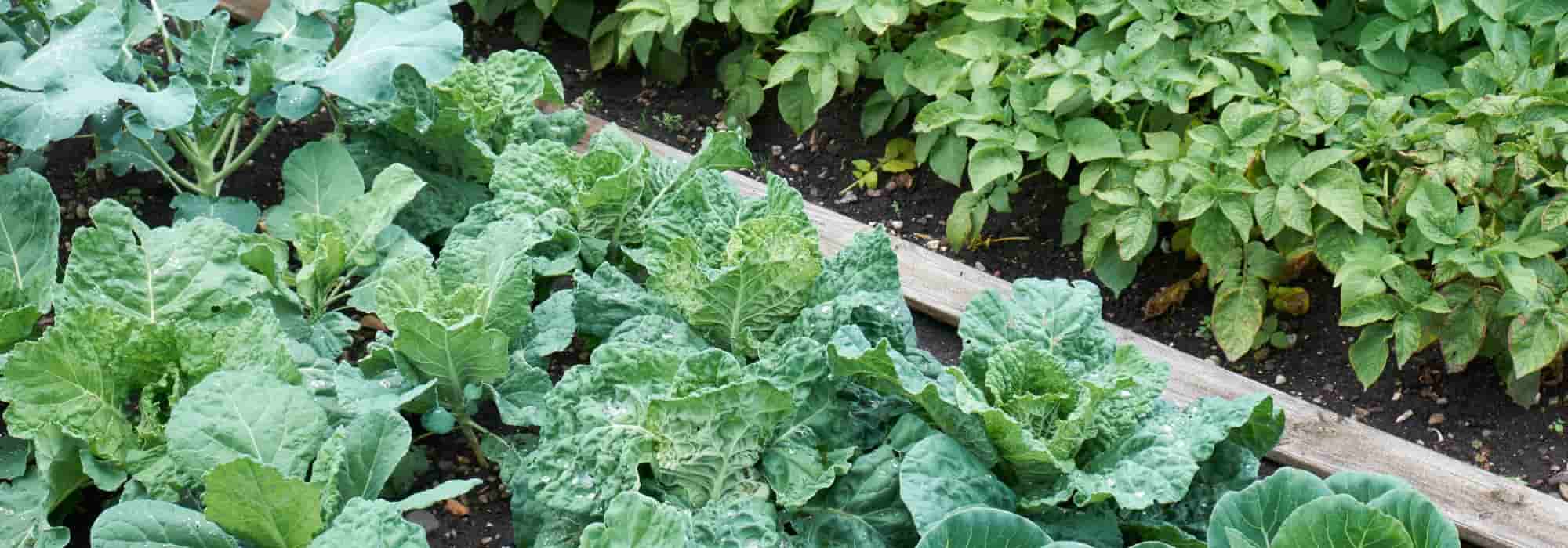Hitzewelle: Gemüsegarten schützen