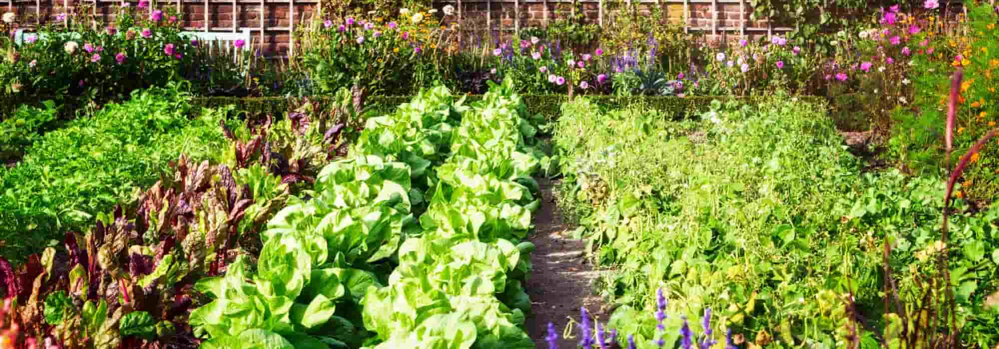 Ernte im Gemüsegarten natürlich steigern?