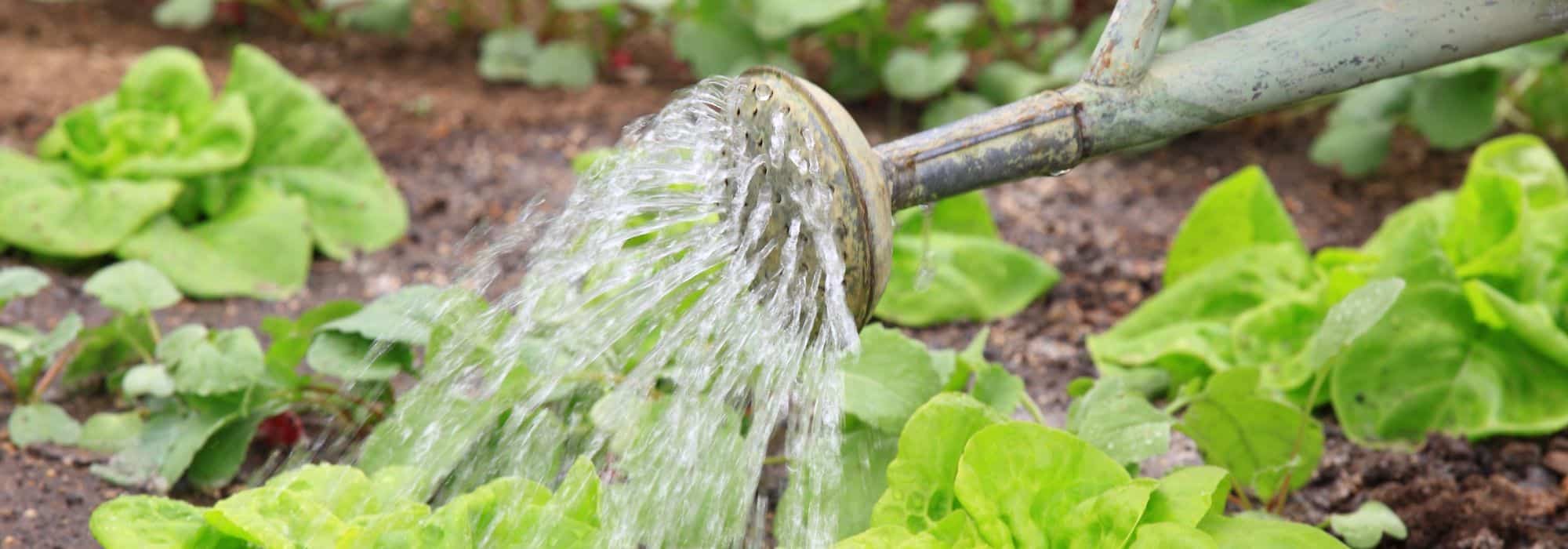Gemüsegarten: Welches Gemüse zuerst gießen?