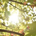 Trockenheit: Baum verliert Blätter – warum?