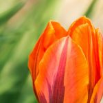Tulpen: Tipps für gestaffelte Blüte
