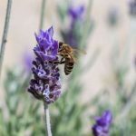 9 bienenfreundliche Stauden für trockene Standorte