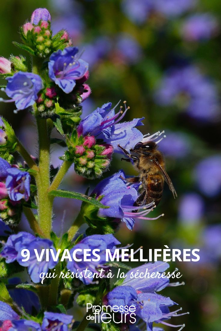9 trockenheitsresistente, bienenfreundliche Stauden
