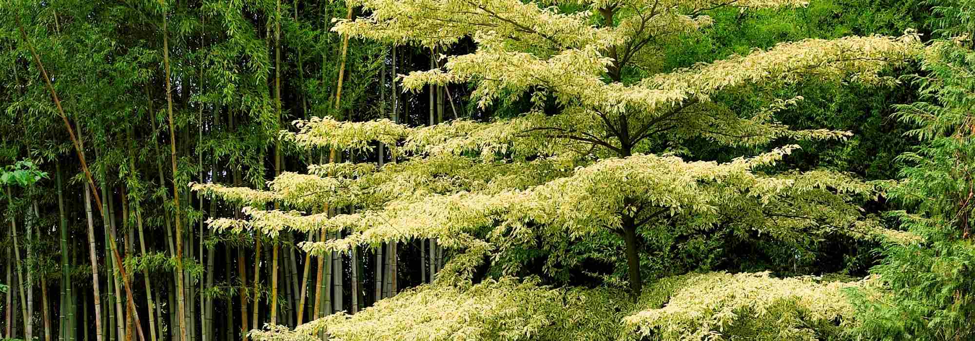 **Cornus controversa - Benthams Hartriegel und Cornus alternifolia: Pflanzen und Pflegen**  

Der **Benthams Hartriegel (Cornus controversa)** und der **Cornus alternifolia** sind zwei außergewöhnliche Ziergehölze, die mit ihrer eleganten Wuchsform und ihrer malerischen Silhouette jeden Garten bereichern. Diese beiden Arten sind besonders für ihre etagenartig angeordneten Äste bekannt, die ihnen ein einzigartiges Aussehen verleihen.  

### **Standort und Boden**  
- **Standort:** Beide Arten bevorzugen einen sonnigen bis halbschattigen Standort.  
- **Boden:** Der Boden sollte humusreich, durchlässig und leicht sauer bis neutral sein. Staunässe wird nicht vertragen.  

### **Pflanzung**  
1. **Pflanzloch:** Heben Sie ein Loch aus, das doppelt so breit und tief wie der Wurzelballen ist.  
2. **Bodenverbesserung:** Mischen Sie Kompost oder Rhododendronerde unter, um den Boden zu verbessern.  
3. **Einsetzen:** Setzen Sie den Baum so ein, dass die Oberkante des Wurzelballens mit dem Bodenniveau abschließt.  
4. **Angießen:** Gießen Sie nach dem Pflanzen gründlich an.  

### **Pflege**  
- **Bewässerung:** Halten Sie den Boden in den ersten Jahren gleichmäßig feucht, besonders in Trockenperioden.  
- **Düngung:** Eine jährliche Düngung im Frühjahr mit Kompost oder einem organischen Dünger fördert das Wachstum.  
- **Schnitt:** Ein Schnitt ist in der Regel nicht notwendig. Falls erforderlich, sollten Sie nur im Spätwinter oder frühen Frühjahr schneiden.  

### **Besonderheiten**  
- **Blüte:** Beide Arten bilden im Frühsommer cremeweiße Blüten, die von Insekten geliebt werden.  
- **Herbstfärbung:** Im Herbst verfärben sich die Blätter in leuchtende Gelb- und Rottöne.  

Mit der richtigen Pflege werden diese Gehölze zu beeindruckenden Blickfängen in Ihrem Garten!