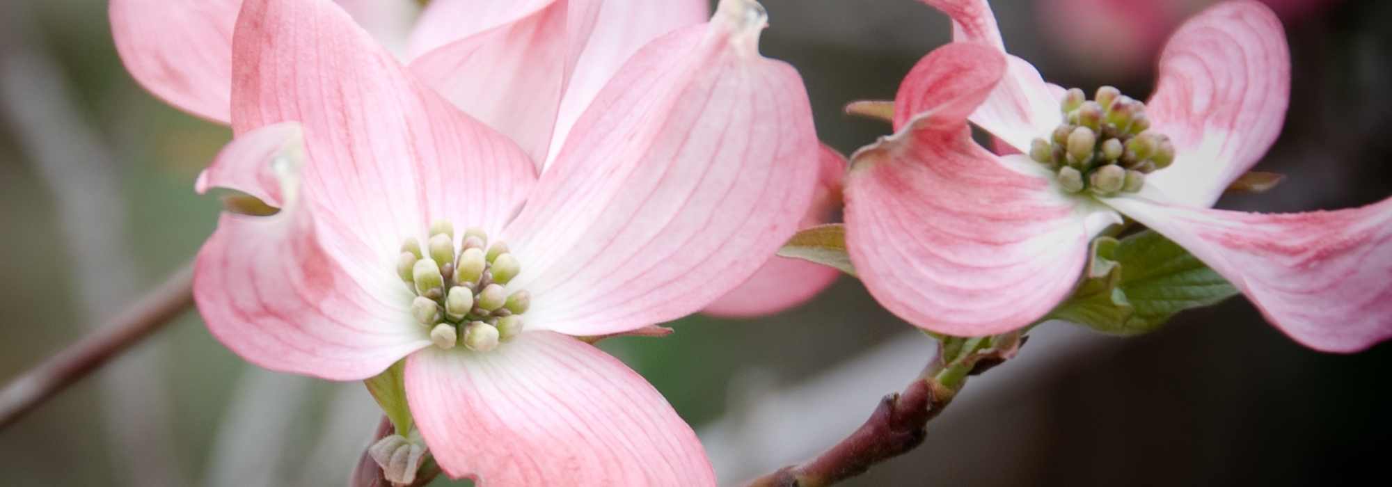 Cornus florida - Amerikanischer Blumen-Hartriegel: Auswahl, Pflanzung und Pflege