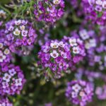 Lobularia – Duftsteinrich: säen, pflanzen, kultivieren