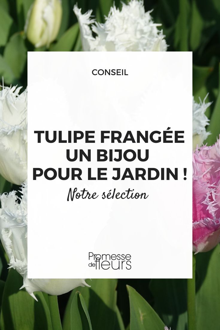 Fransige Tulpen