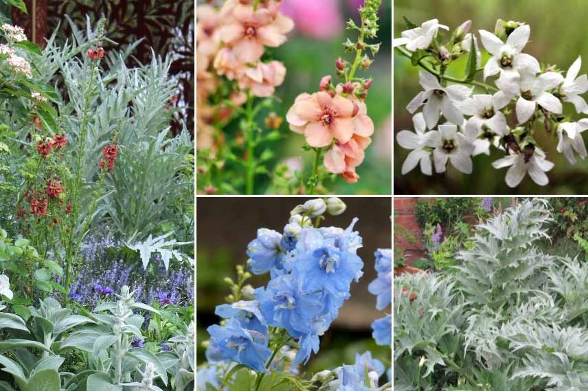 Verbascum kombinieren: Cottage-Garten