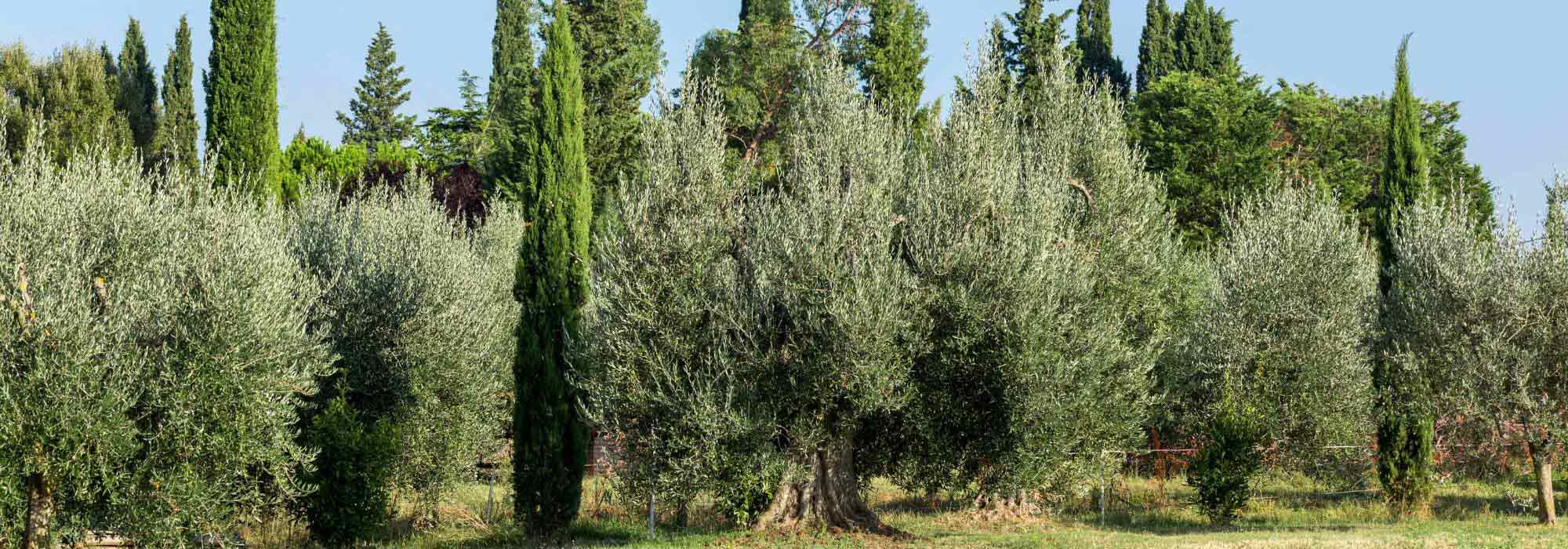 7 Mediterrane Bäume