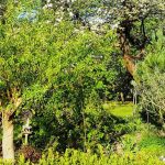 Waldgarten anlegen?