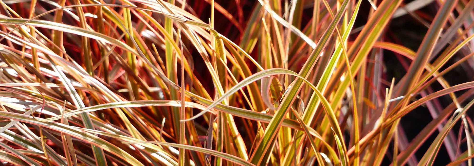 7 immergrüne Gräser für jeden Garten