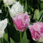 Gefranste Tulpe: ein Schmuckstück für den Garten