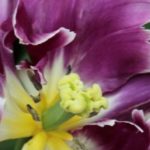 Papageien-Tulpe: die extravaganteste