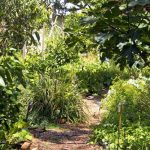 Waldgarten günstig anlegen: wurzelnackte Pflanzen