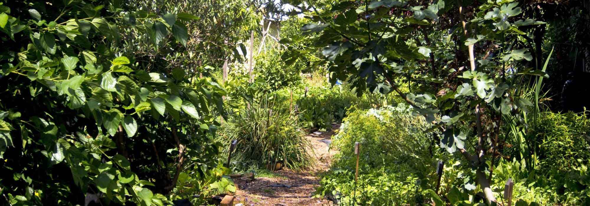 Waldgarten günstig anlegen: wurzelnackte Pflanzen