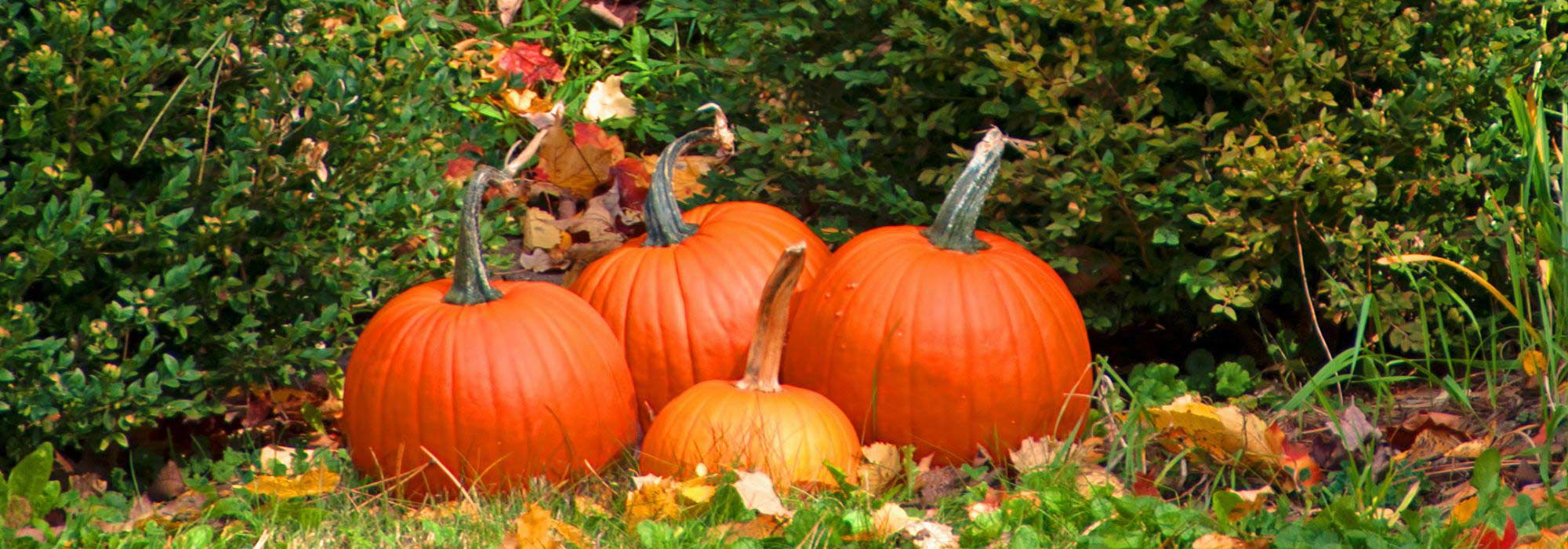 Gartenarbeiten im November: Was tun?