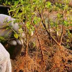 Hecke mit wurzelnackten Pflanzen pflanzen?