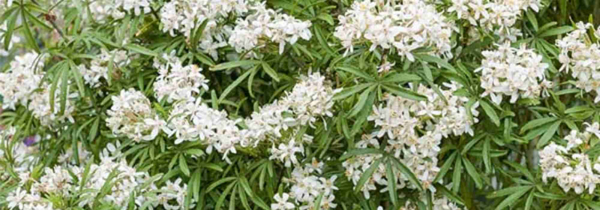 Duftende weiße Blumen für Balkon oder Terrasse