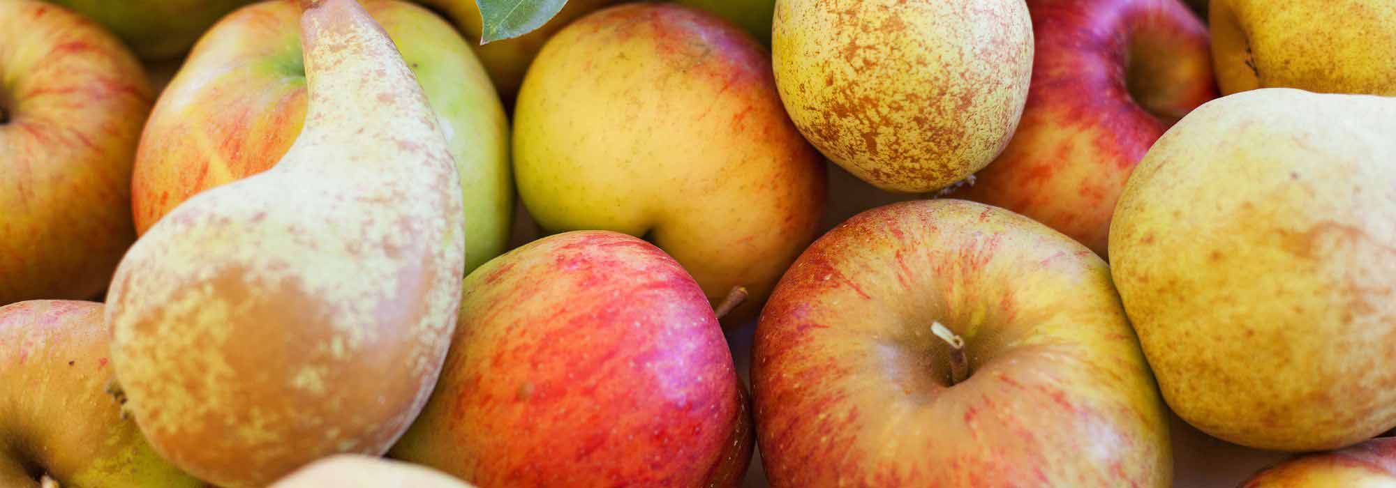 Äpfel und Birnen ernten und lagern