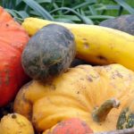 Gartenkalender: November