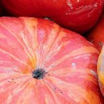 Kürbis: Ernte und Lagerung