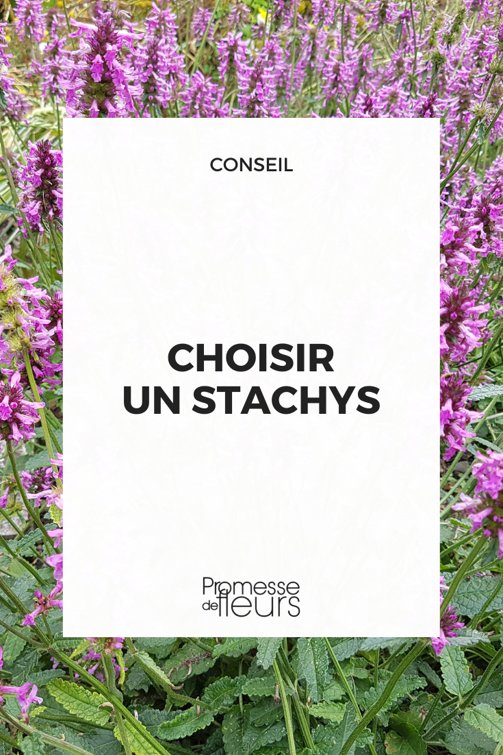 Auswahl Stachys