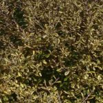 Corokia: Pflanzen und Pflege