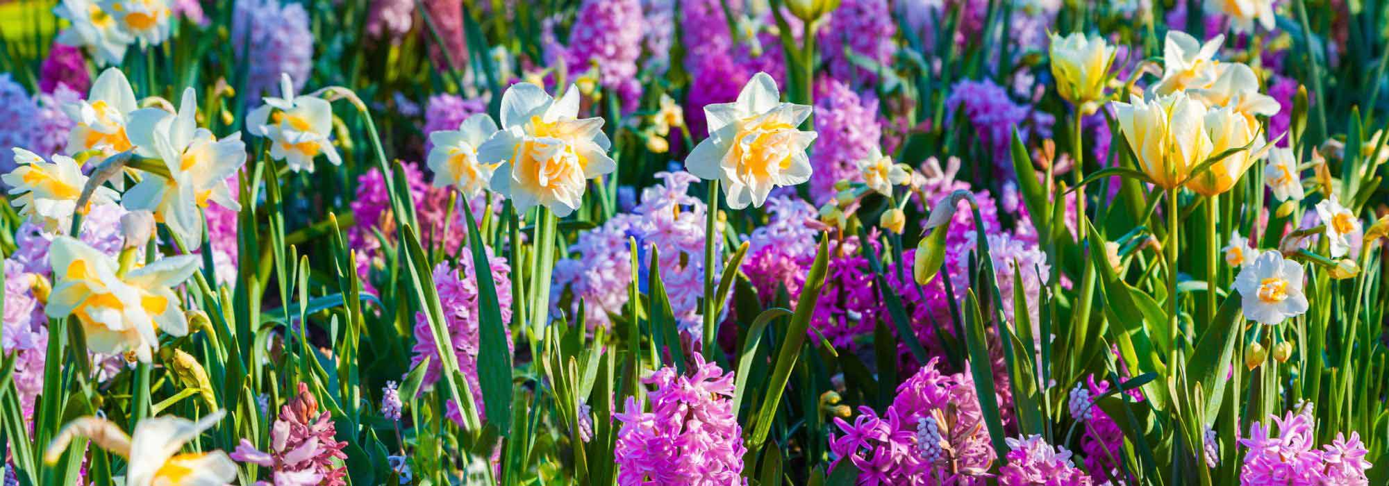 Zwiebeln: Blüten für jede Jahreszeit