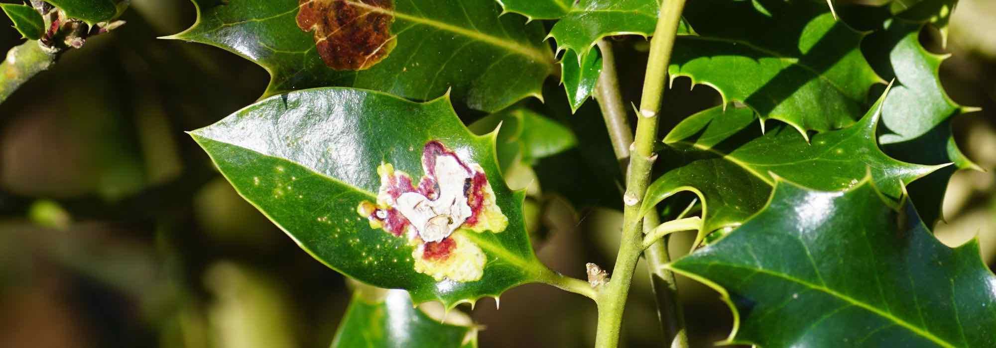 Krankheiten und Parasiten der Stechpalme