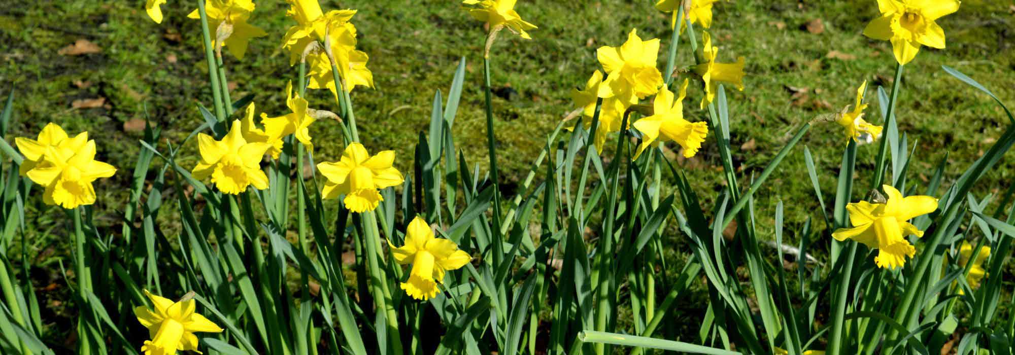 Botanische Narzissen: Auswahl und Kombination