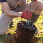 10 gute Gründe, einen Baum zu pflanzen