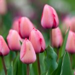 6 rosa Tulpen