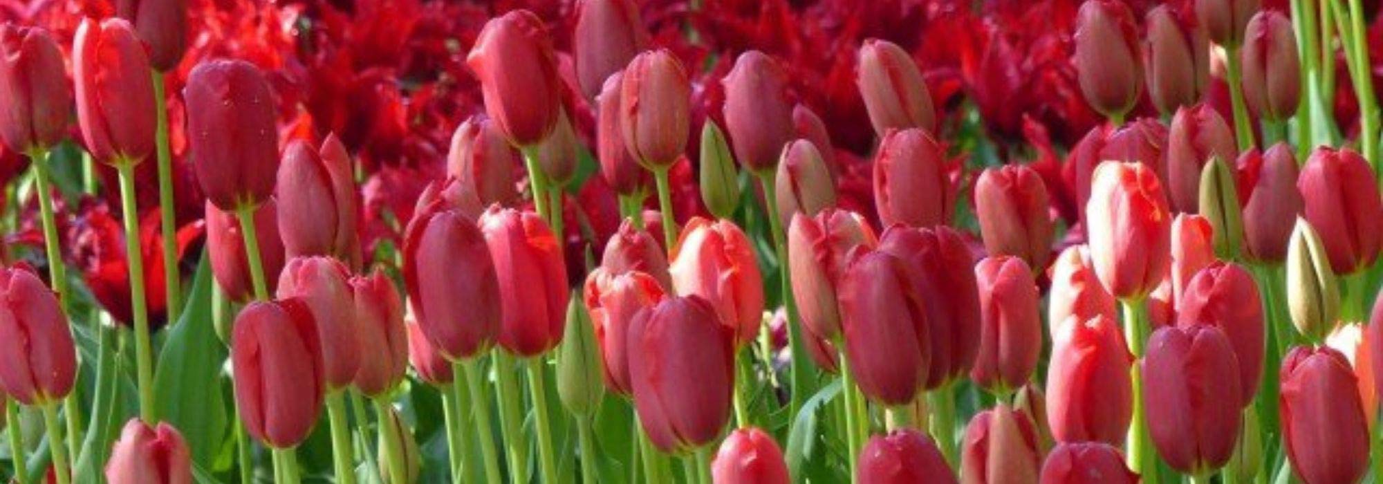 7 rotblühende Tulpen