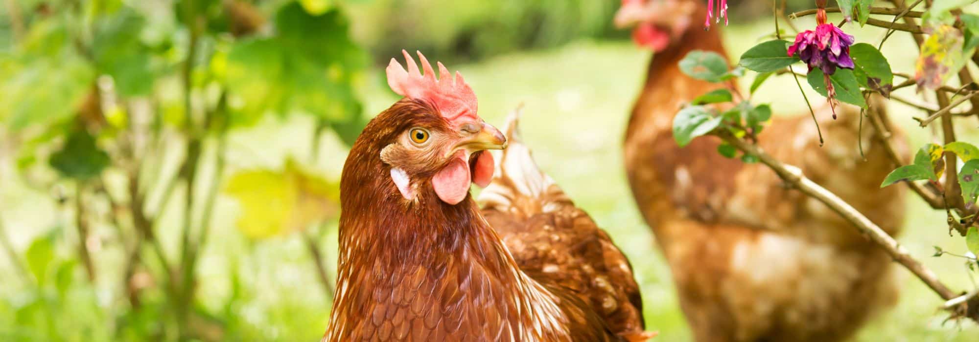 Huhn: nützlich in Garten und Obstgarten