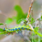 Bacillus thuringiensis: natürliches Insektizid