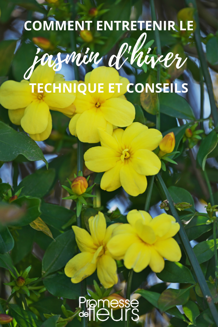Pflege des Jasminum nudiflorum