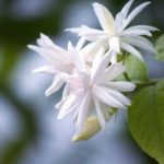 Jasmin überwintern?