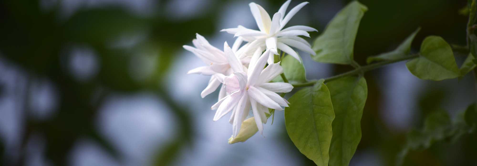 Jasmin überwintern?